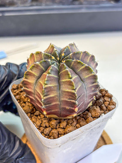 Gymnocalycium Aas DayDream (gy21) (03) | Rare Hybrids