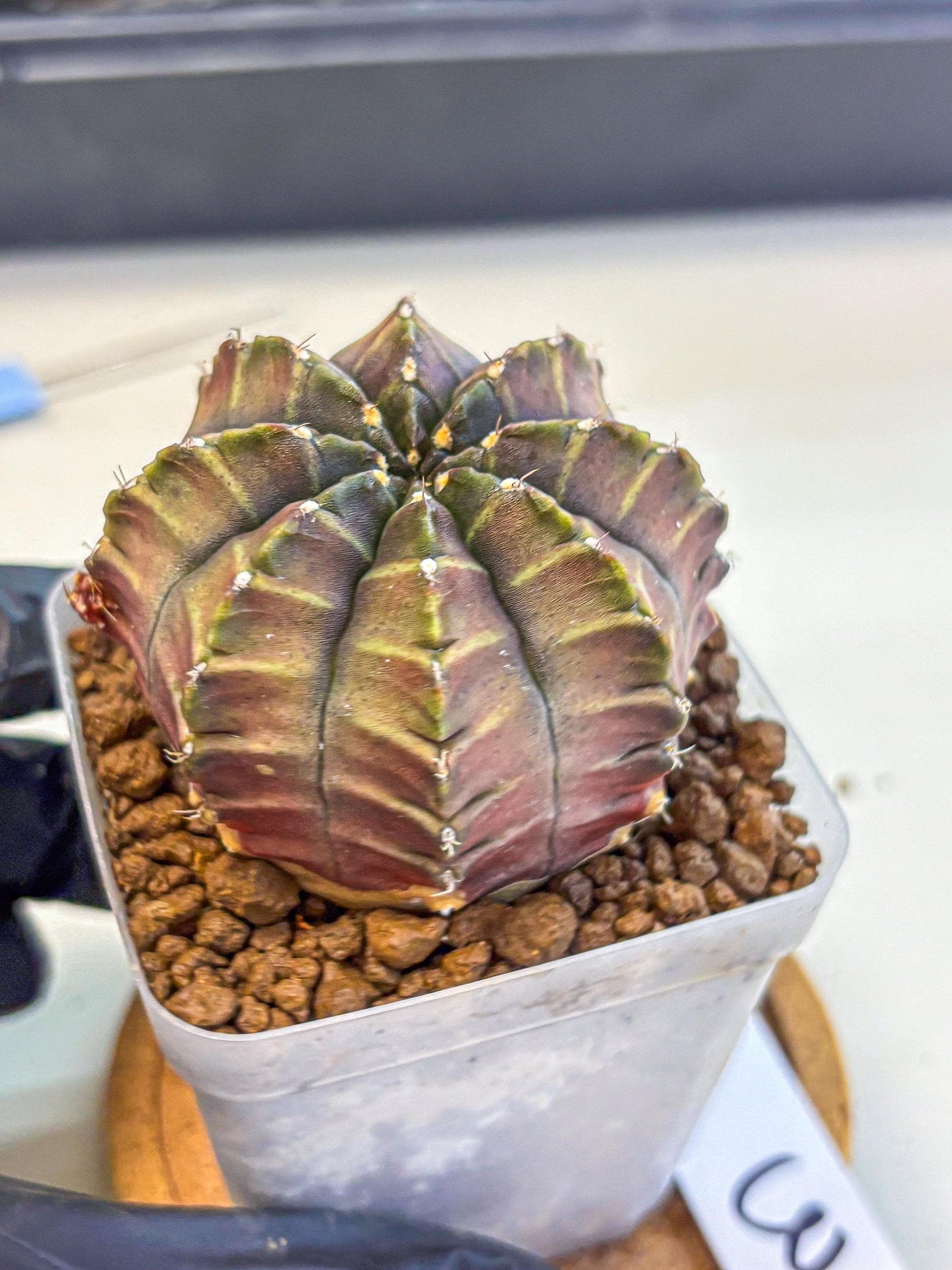 Gymnocalycium Aas DayDream (gy21) (03) | Rare Hybrids