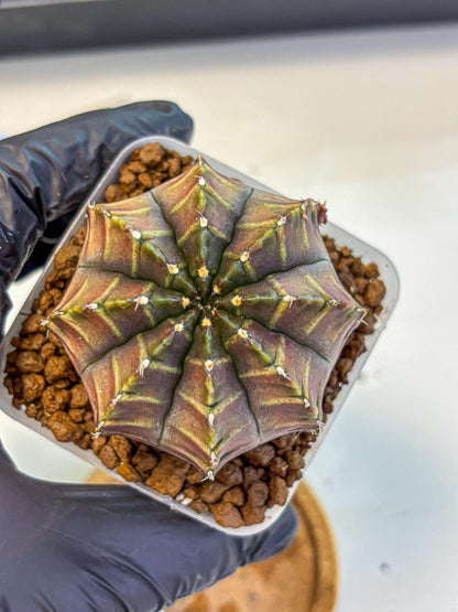 Gymnocalycium Aas DayDream (gy21) (03) | Rare Hybrids
