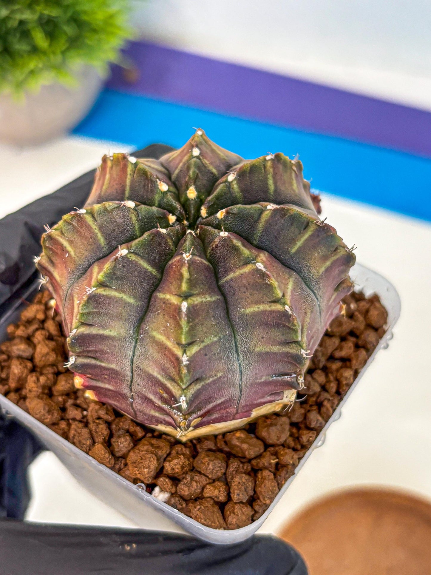 Gymnocalycium Aas DayDream (gy21) (03) | Rare Hybrids