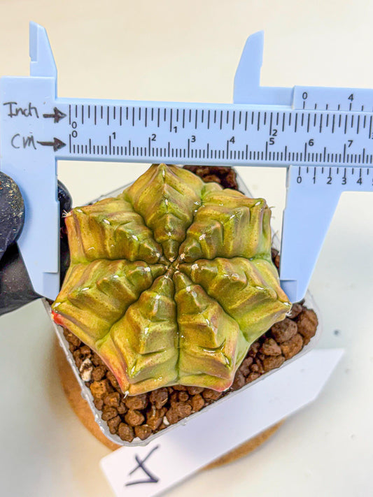 Gymnocalycium Aas DayDream (gy21) (04) | Rare Hybrids
