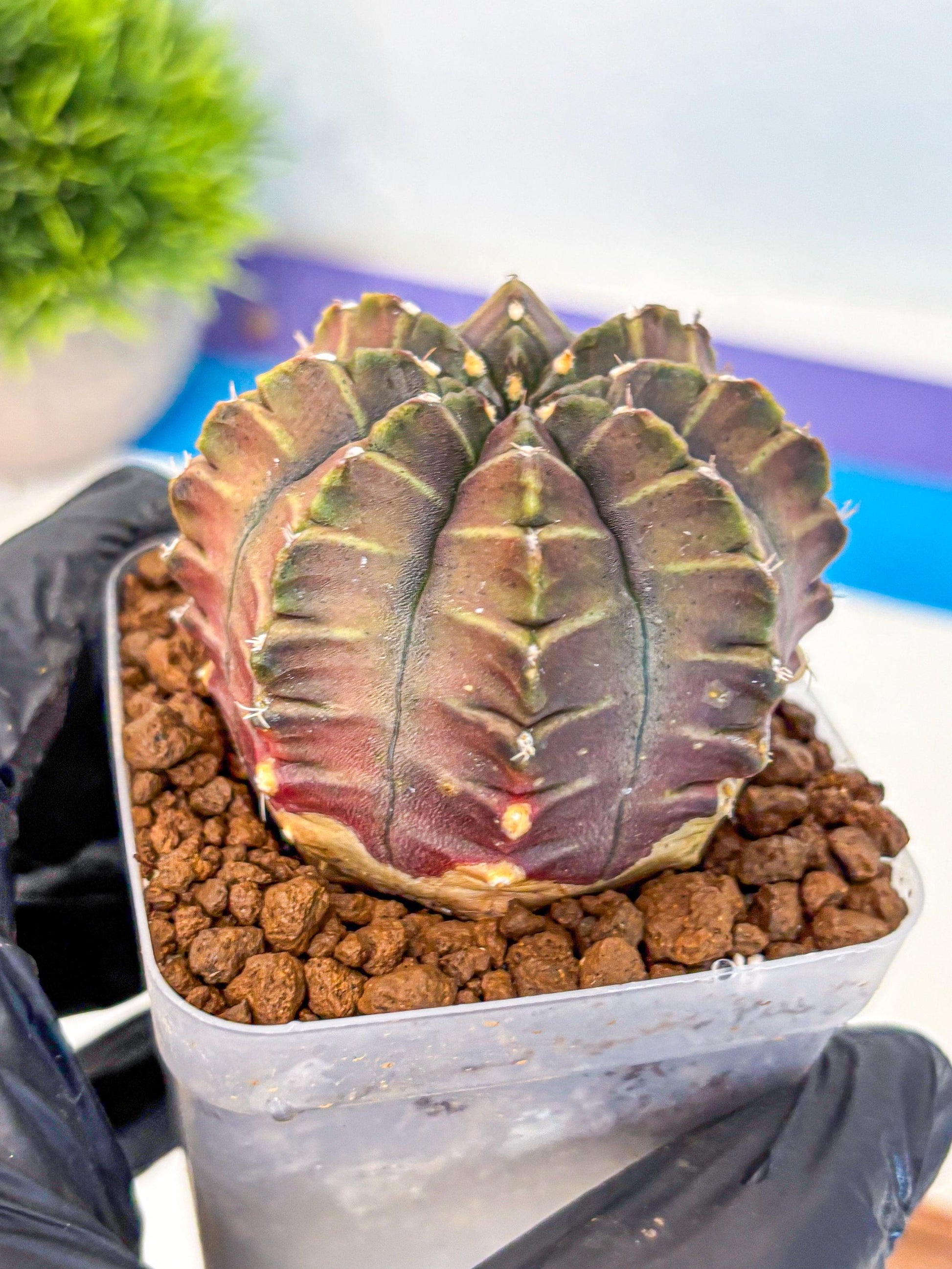 Gymnocalycium Aas DayDream (gy21) (03) | Rare Hybrids
