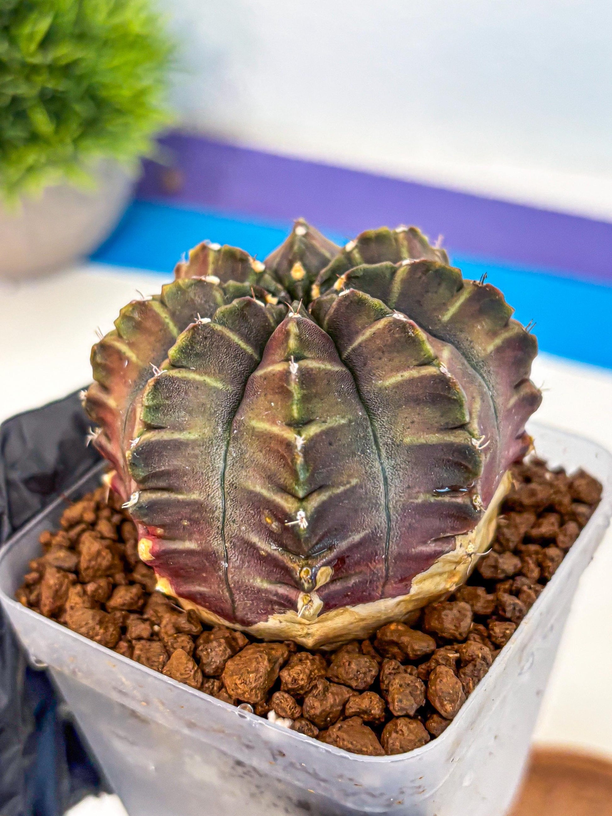 Gymnocalycium Aas DayDream (gy21) (03) | Rare Hybrids