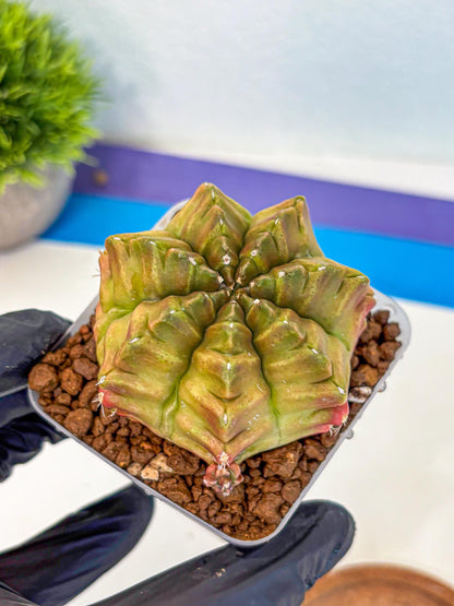 Gymnocalycium Aas DayDream (gy21) (04) | Rare Hybrids