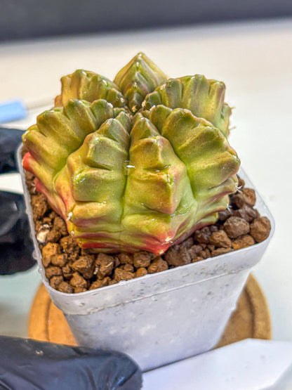 Gymnocalycium Aas DayDream (gy21) (04) | Rare Hybrids