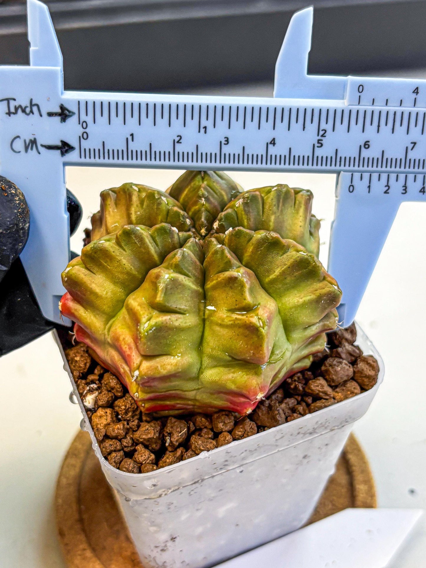 Gymnocalycium Aas DayDream (gy21) (04) | Rare Hybrids