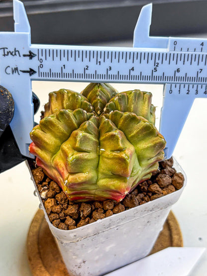 Gymnocalycium Aas DayDream (gy21) (04) | Rare Hybrids