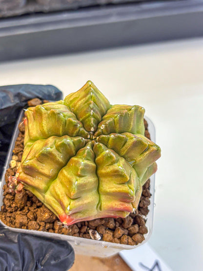 Gymnocalycium Aas DayDream (gy21) (04) | Rare Hybrids