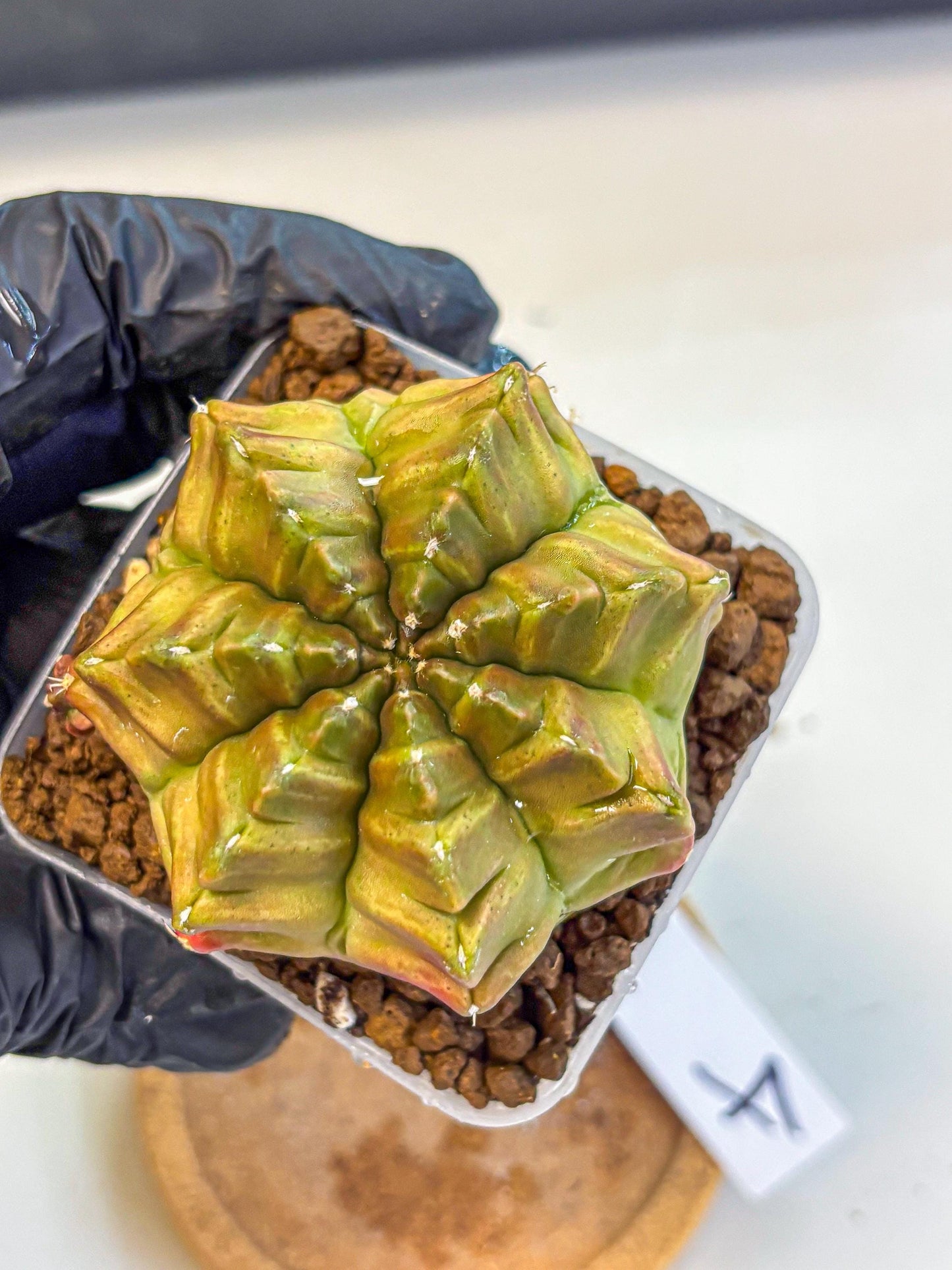 Gymnocalycium Aas DayDream (gy21) (04) | Rare Hybrids