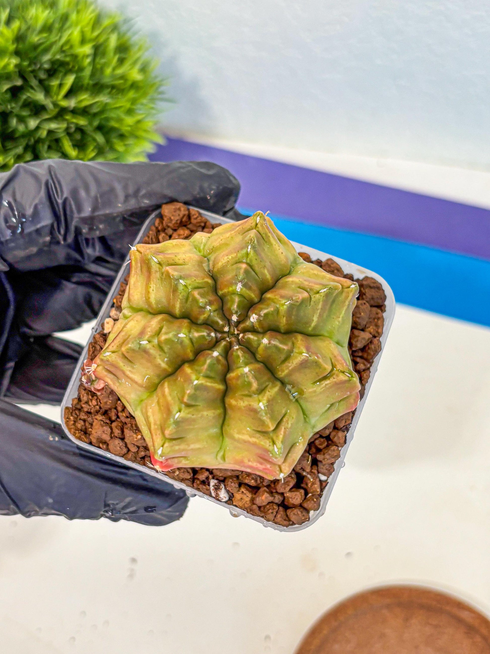 Gymnocalycium Aas DayDream (gy21) (04) | Rare Hybrids