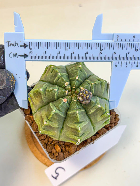 Gymnocalycium Aas DayDream (gy21) (05) | Rare Hybrids