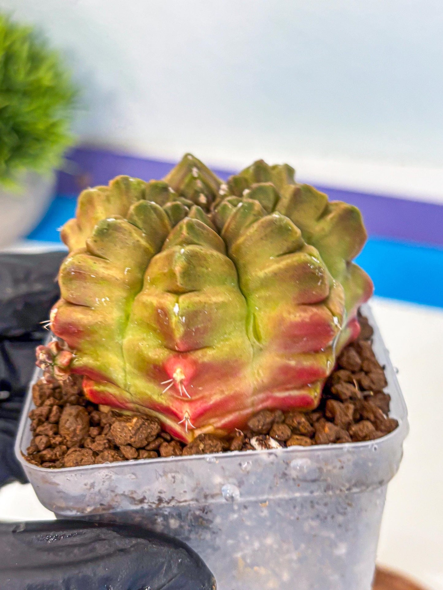Gymnocalycium Aas DayDream (gy21) (04) | Rare Hybrids