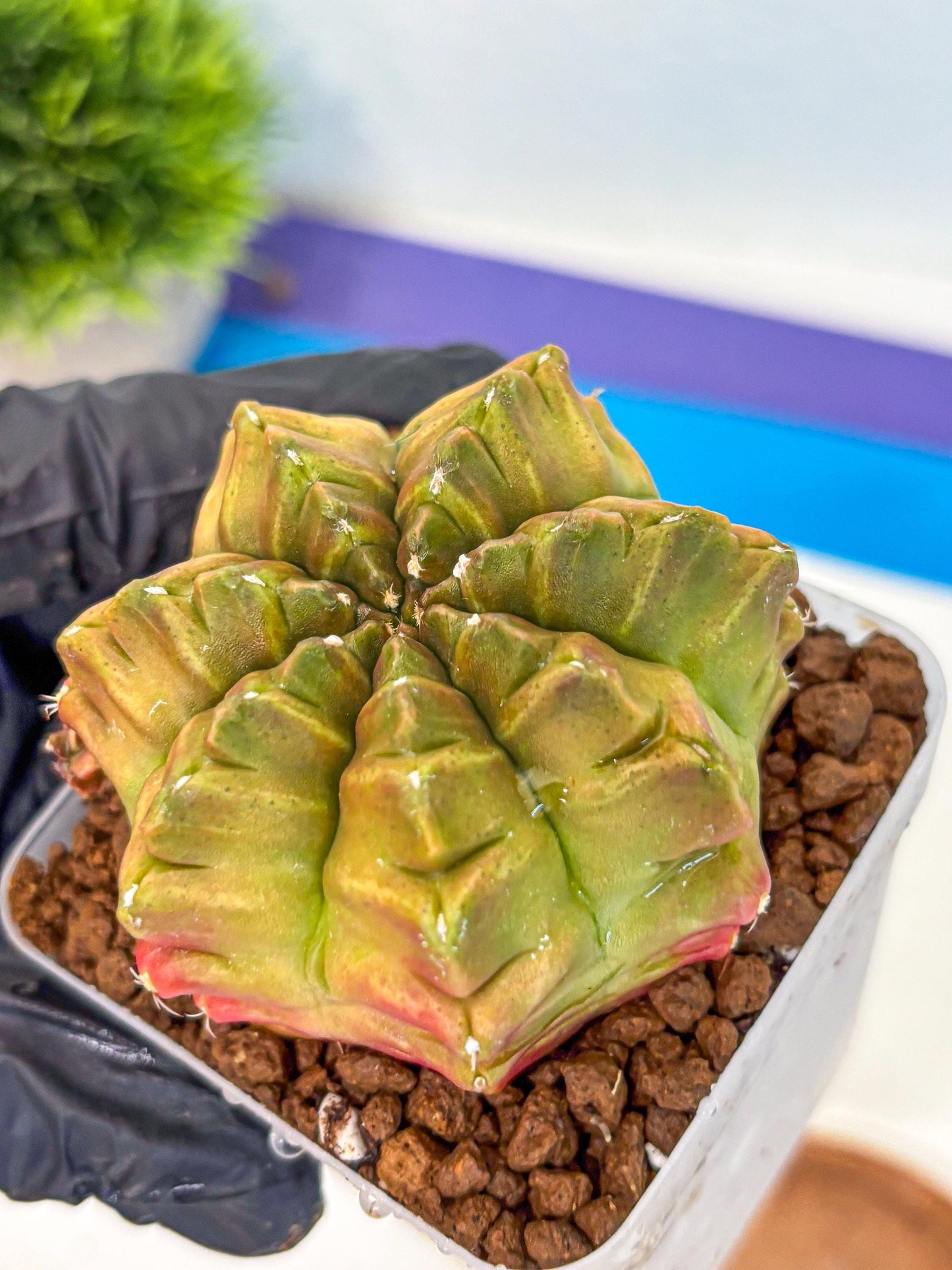 Gymnocalycium Aas DayDream (gy21) (04) | Rare Hybrids