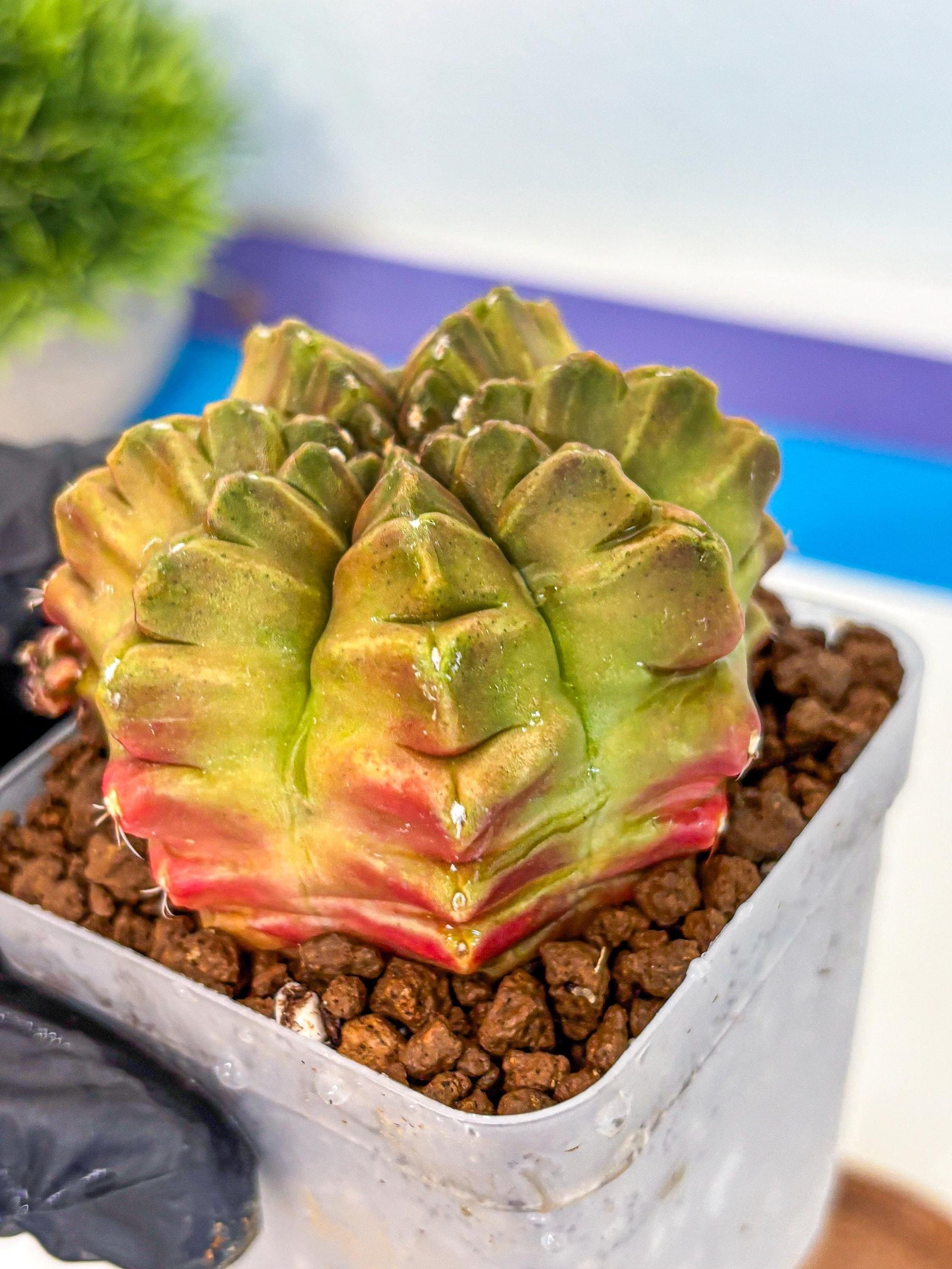 Gymnocalycium Aas DayDream (gy21) (04) | Rare Hybrids