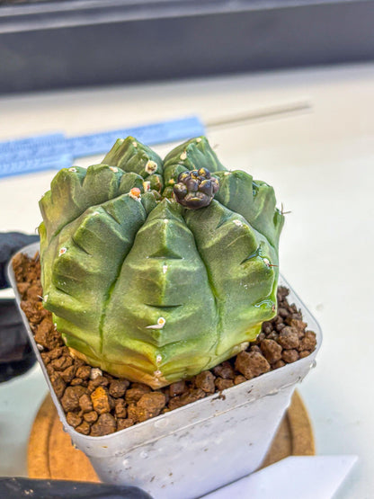 Gymnocalycium Aas DayDream (gy21) (05) | Rare Hybrids