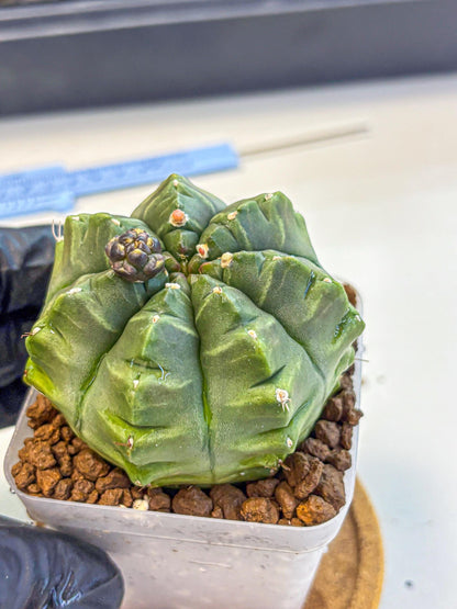Gymnocalycium Aas DayDream (gy21) (05) | Rare Hybrids