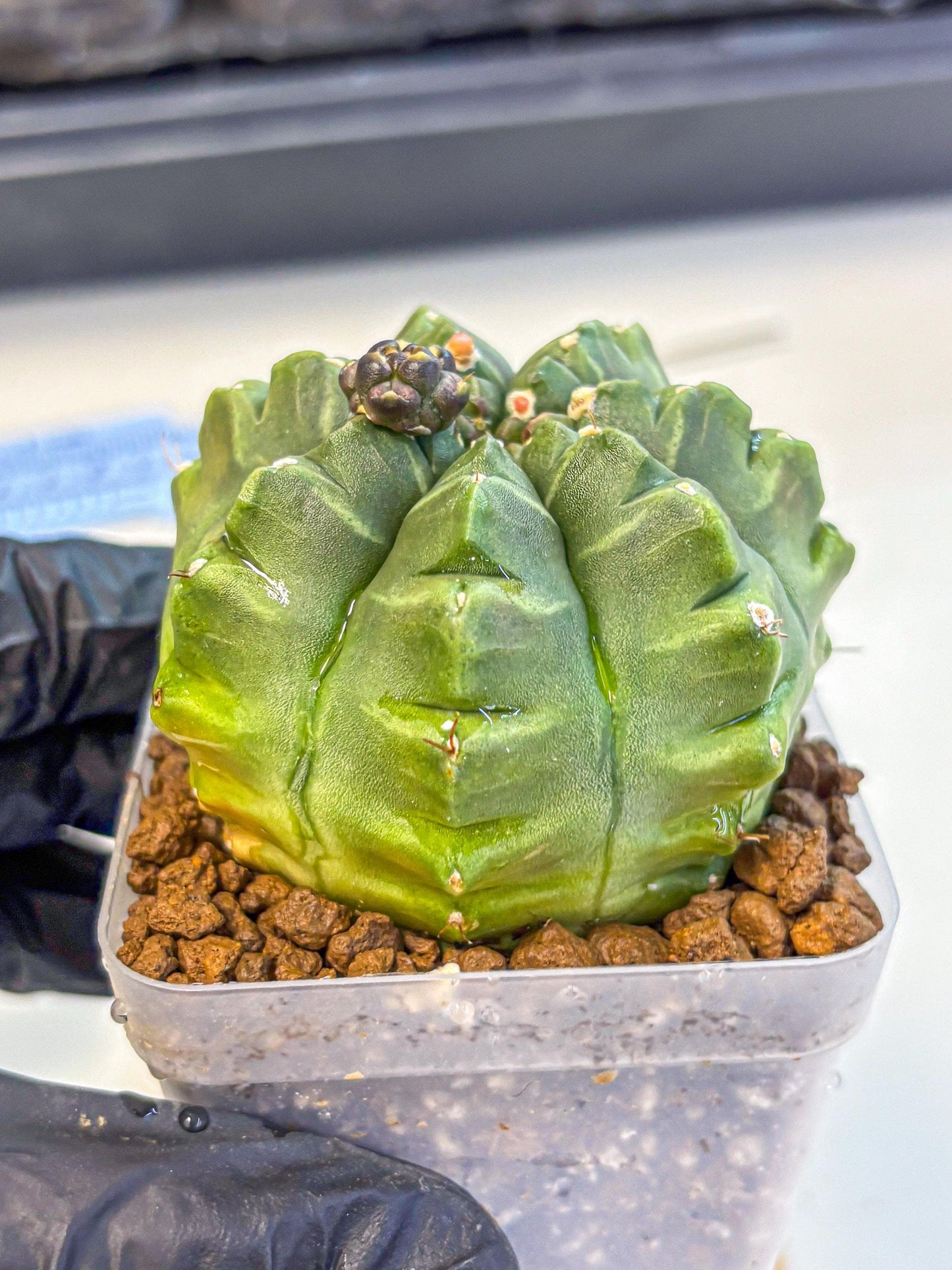 Gymnocalycium Aas DayDream (gy21) (05) | Rare Hybrids