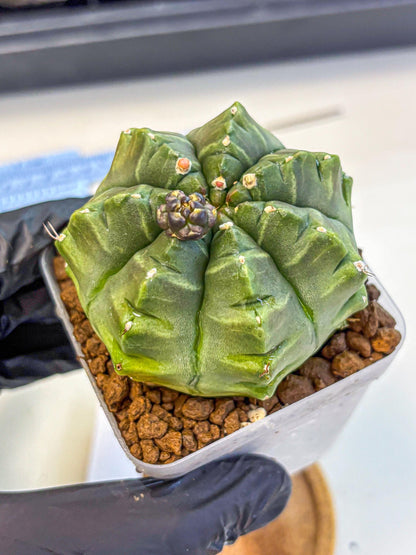 Gymnocalycium Aas DayDream (gy21) (05) | Rare Hybrids