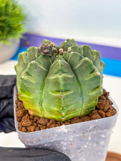 Gymnocalycium Aas DayDream (gy21) (05) | Rare Hybrids