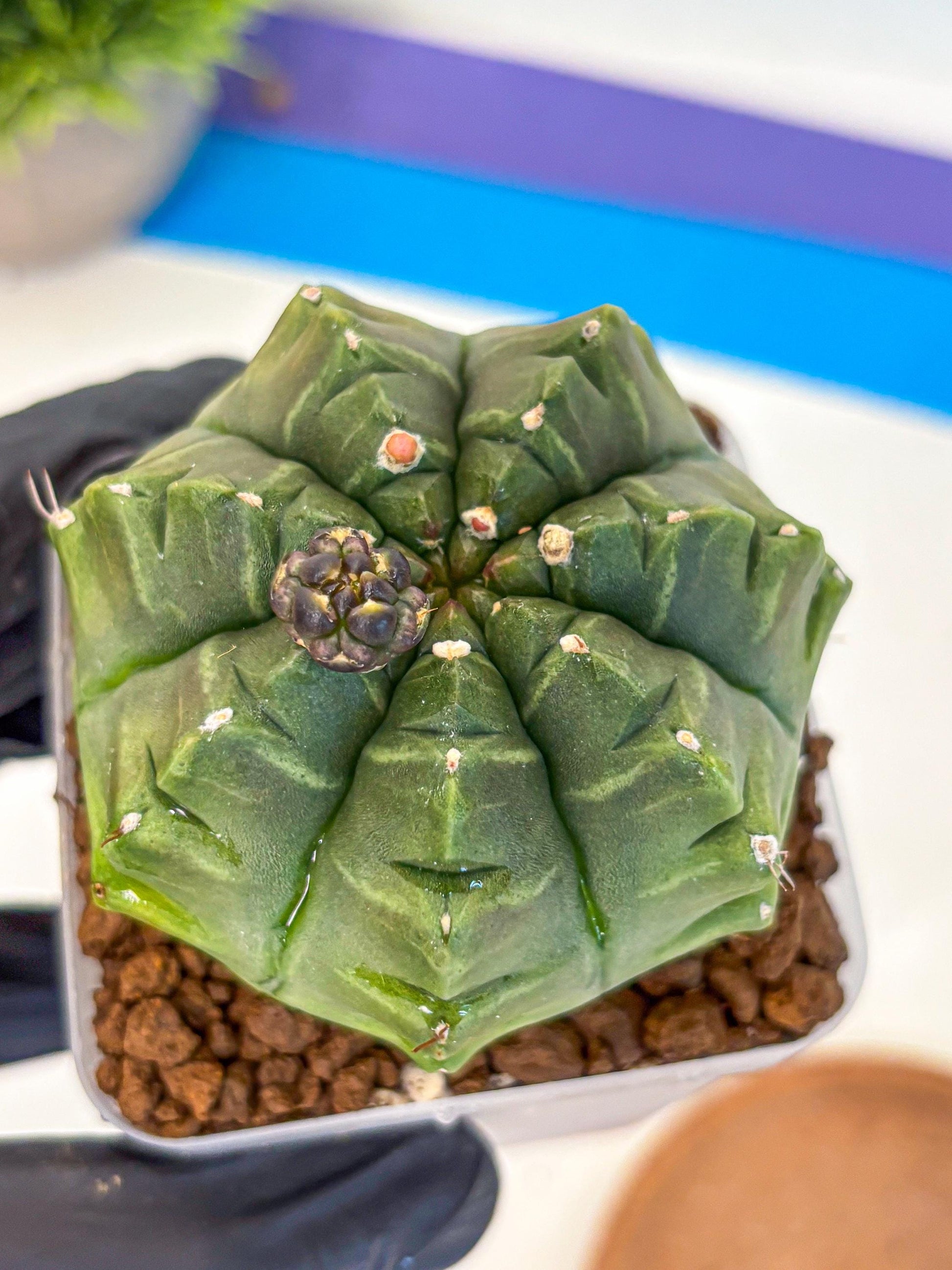 Gymnocalycium Aas DayDream (gy21) (05) | Rare Hybrids