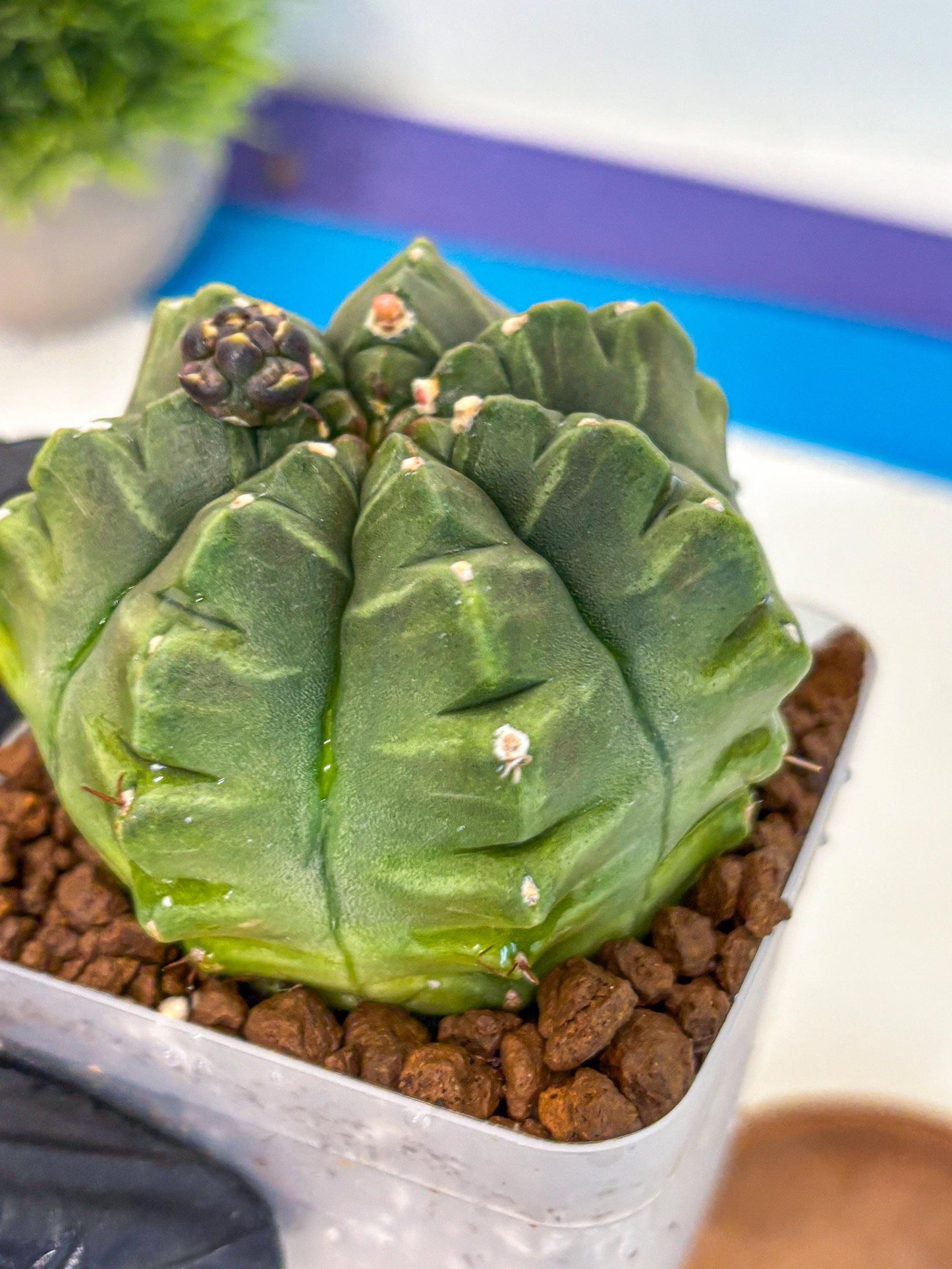 Gymnocalycium Aas DayDream (gy21) (05) | Rare Hybrids