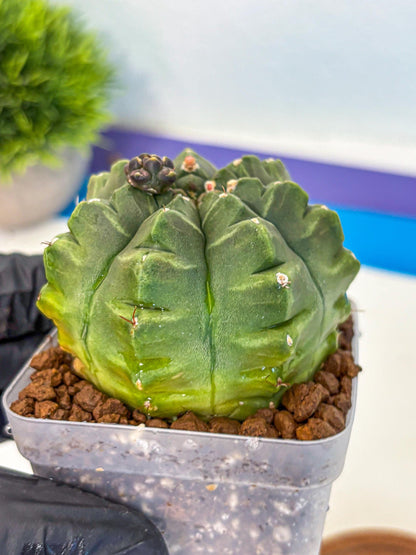 Gymnocalycium Aas DayDream (gy21) (05) | Rare Hybrids