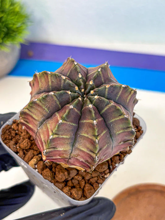 Gymnocalycium Aas DayDream (gy21) (06) | Rare Hybrids