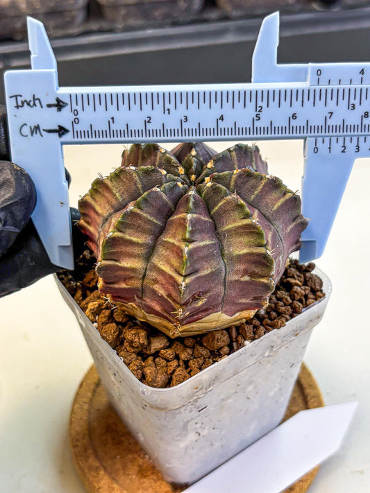 Gymnocalycium Aas DayDream (gy21) (06) | Rare Hybrids