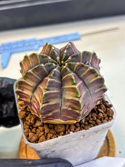 Gymnocalycium Aas DayDream (gy21) (06) | Rare Hybrids