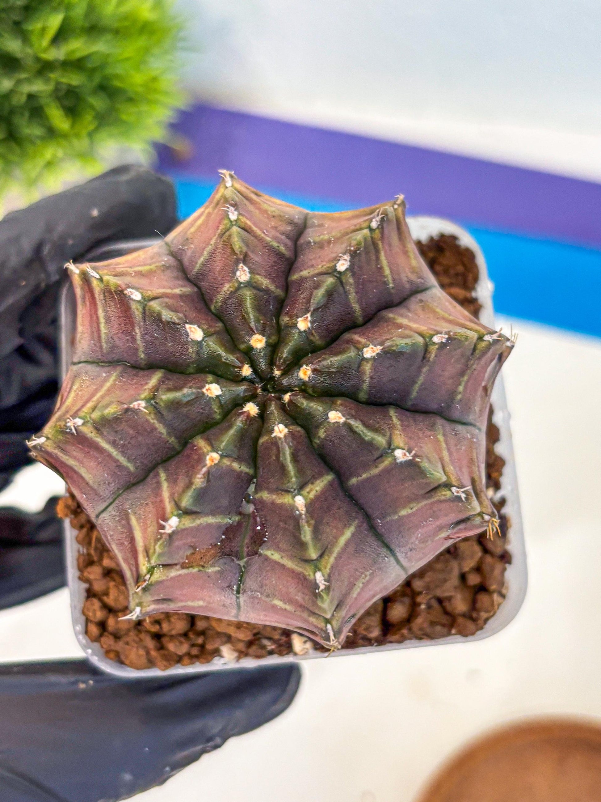 Gymnocalycium Aas DayDream (gy21) (06) | Rare Hybrids