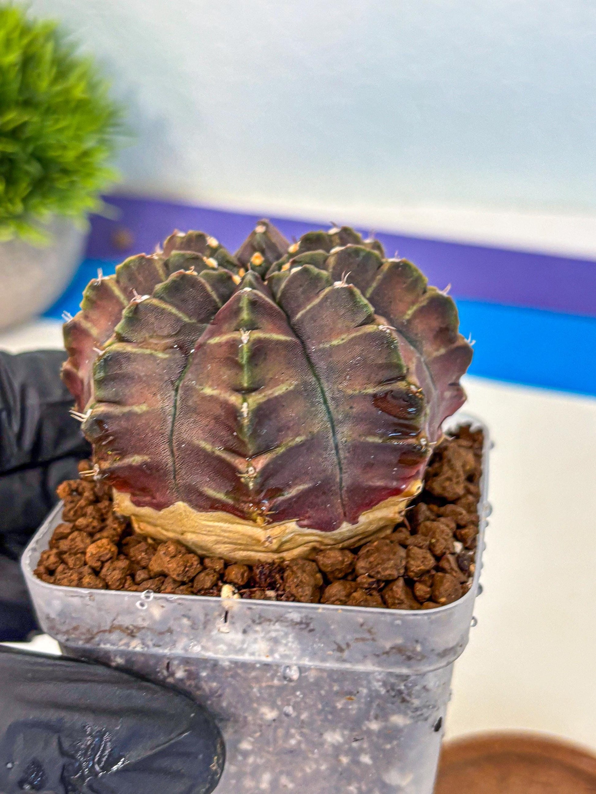 Gymnocalycium Aas DayDream (gy21) (06) | Rare Hybrids