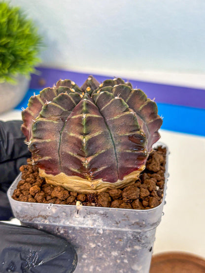 Gymnocalycium Aas DayDream (gy21) (06) | Rare Hybrids