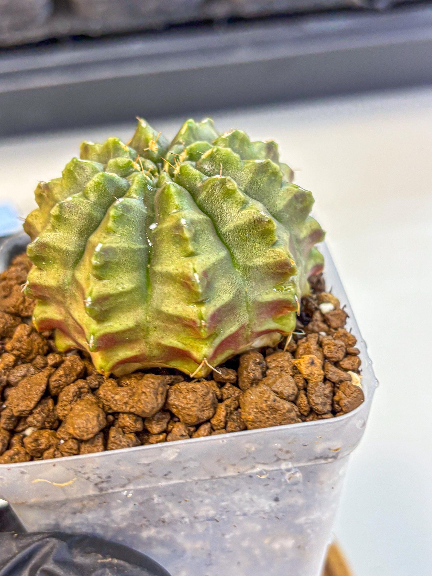 Gymnocalycium Aas DayDream (gy21) (07) | Rare Hybrids