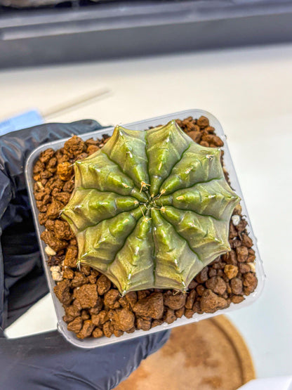 Gymnocalycium Aas DayDream (gy21) (07) | Rare Hybrids