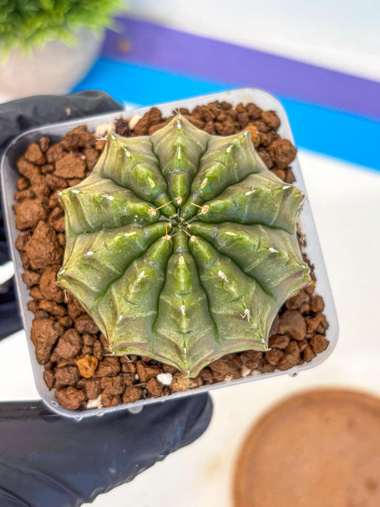 Gymnocalycium Aas DayDream (gy21) (07) | Rare Hybrids