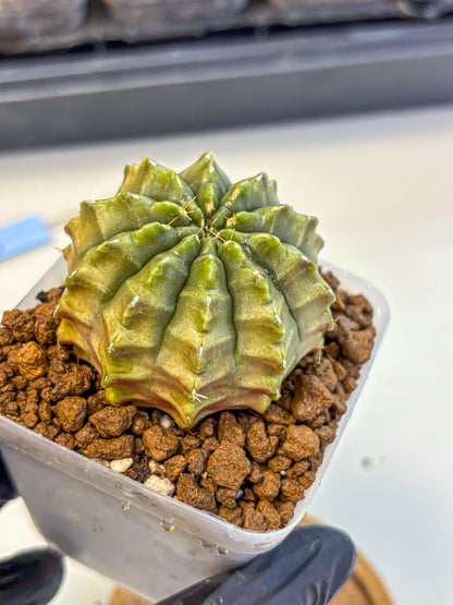 Gymnocalycium Aas DayDream (gy21) (07) | Rare Hybrids