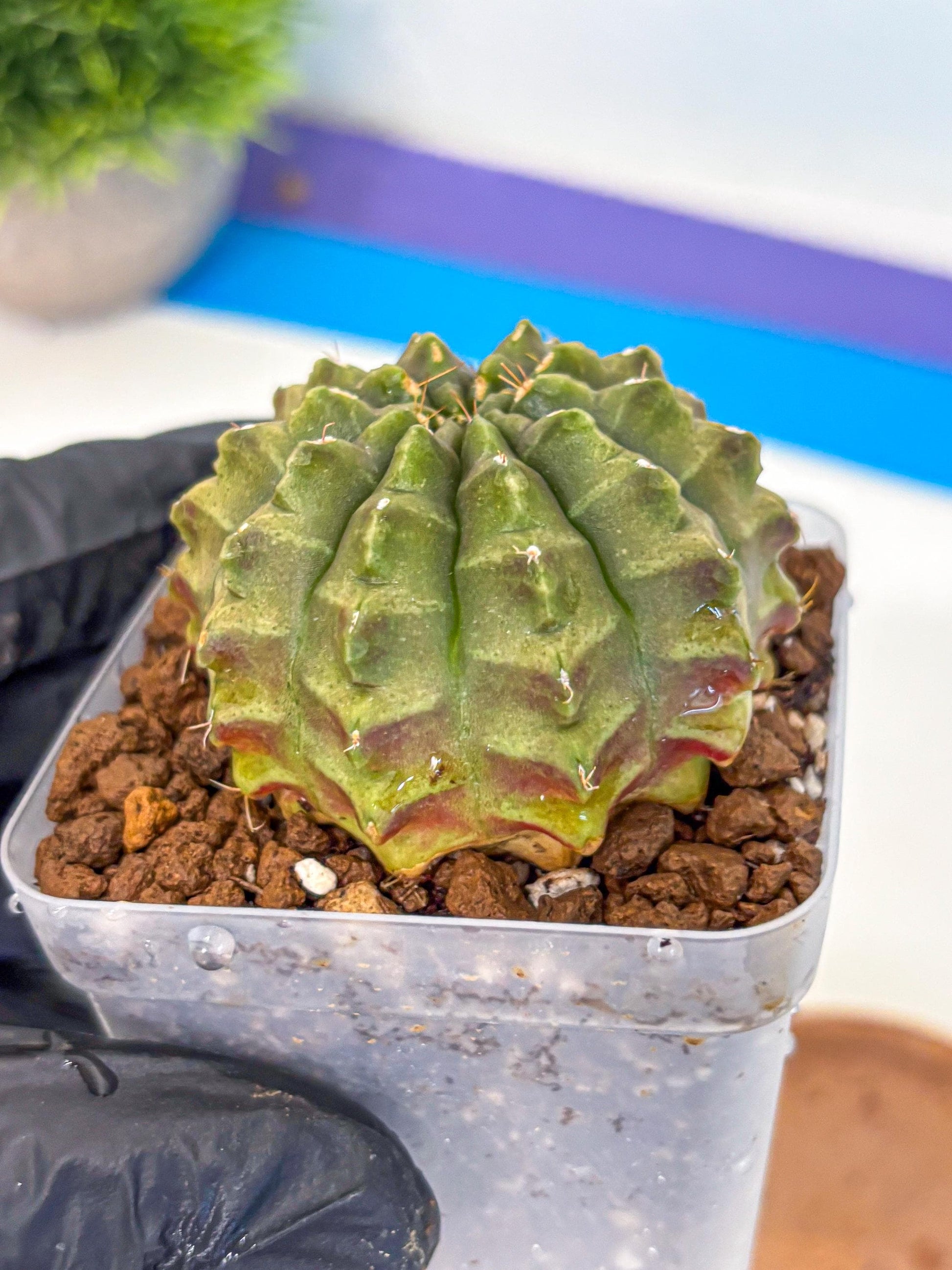 Gymnocalycium Aas DayDream (gy21) (07) | Rare Hybrids