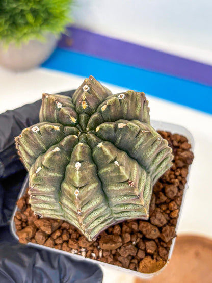 Gymnocalycium Aas DayDream (gy21) (08) | Rare Hybrids