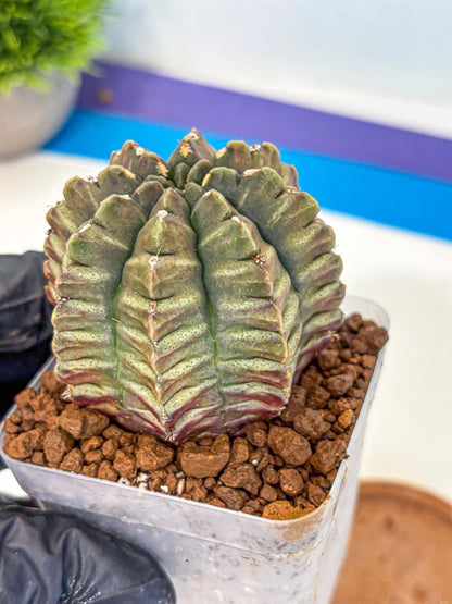 Gymnocalycium Aas DayDream (gy21) (08) | Rare Hybrids