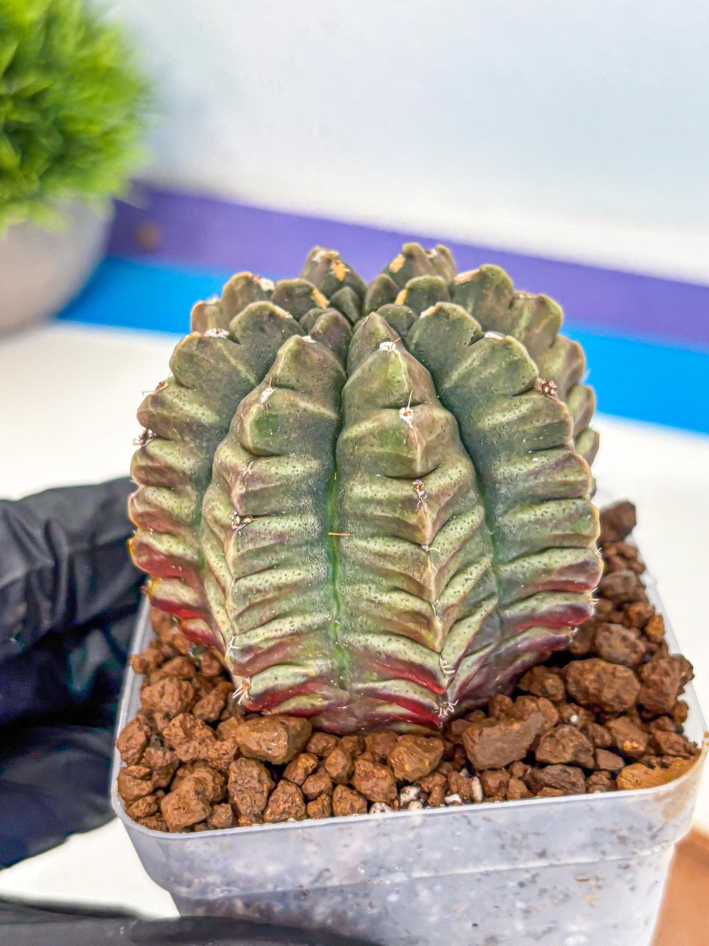 Gymnocalycium Aas DayDream (gy21) (08) | Rare Hybrids