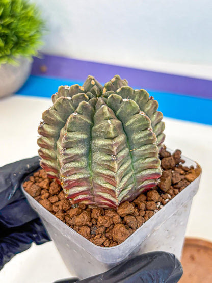 Gymnocalycium Aas DayDream (gy21) (08) | Rare Hybrids
