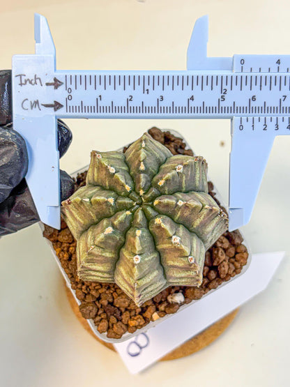 Gymnocalycium Aas DayDream (gy21) (08) | Rare Hybrids