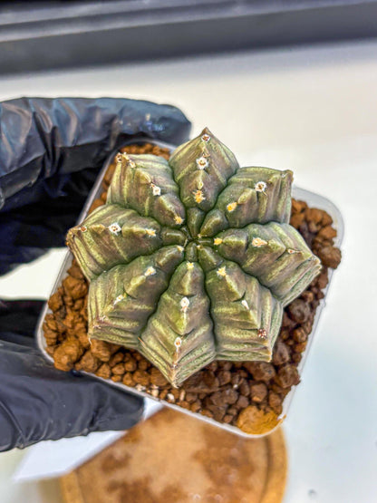 Gymnocalycium Aas DayDream (gy21) (08) | Rare Hybrids