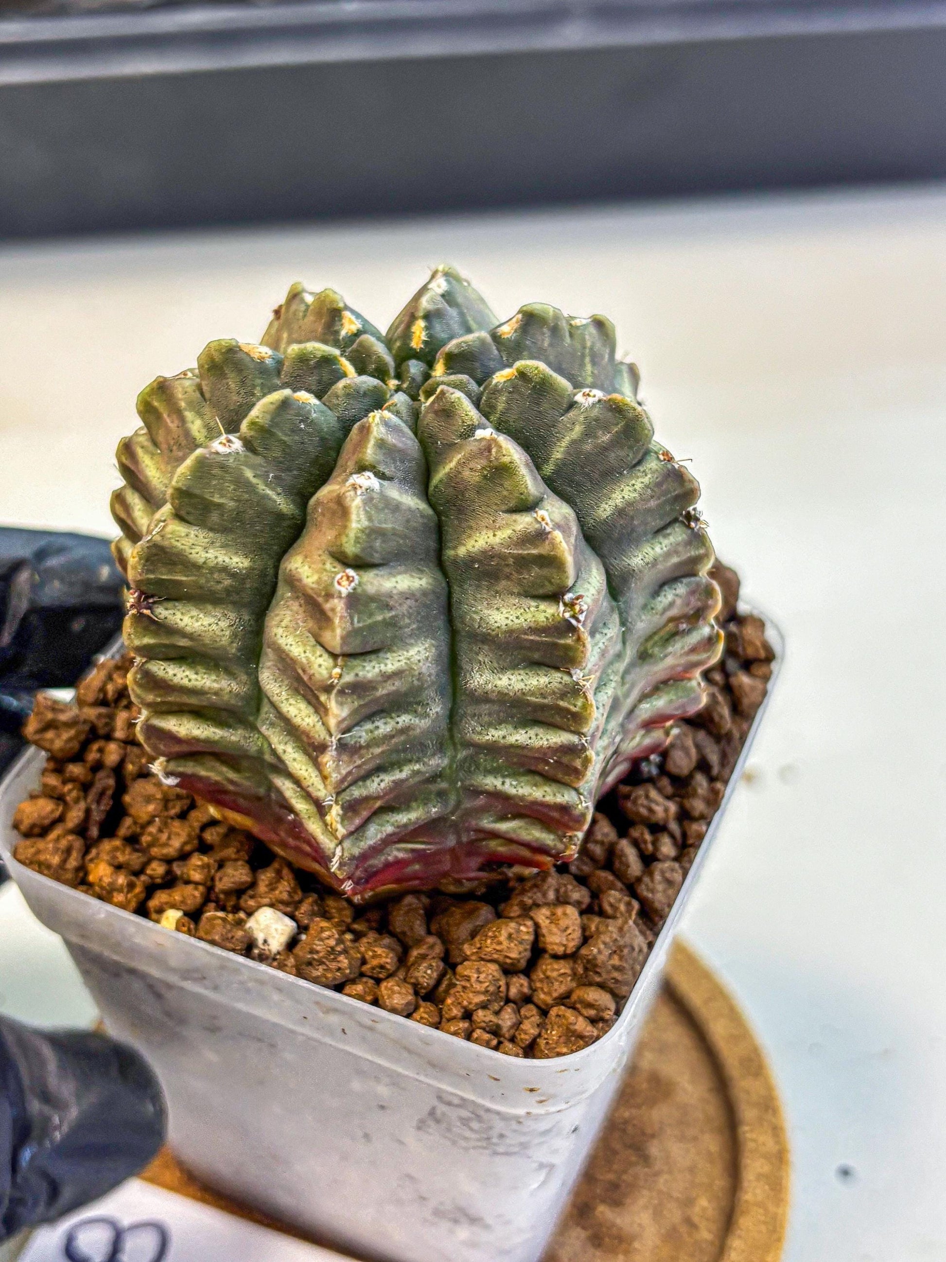 Gymnocalycium Aas DayDream (gy21) (08) | Rare Hybrids
