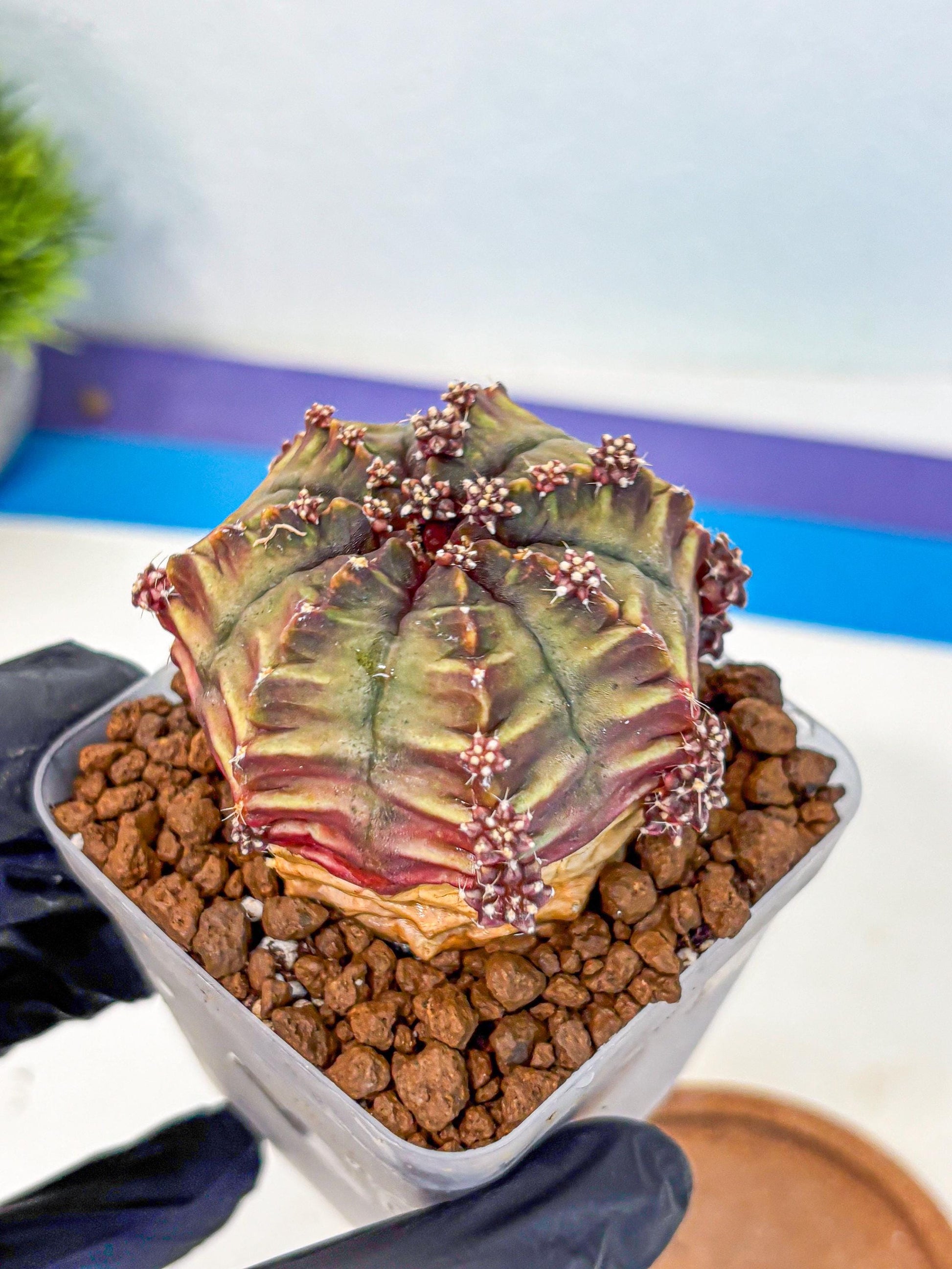 Gymnocalycium Aas DayDream (gy21) (09) | Rare Hybrids