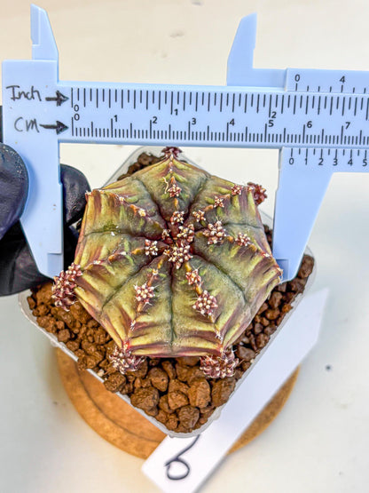 Gymnocalycium Aas DayDream (gy21) (09) | Rare Hybrids