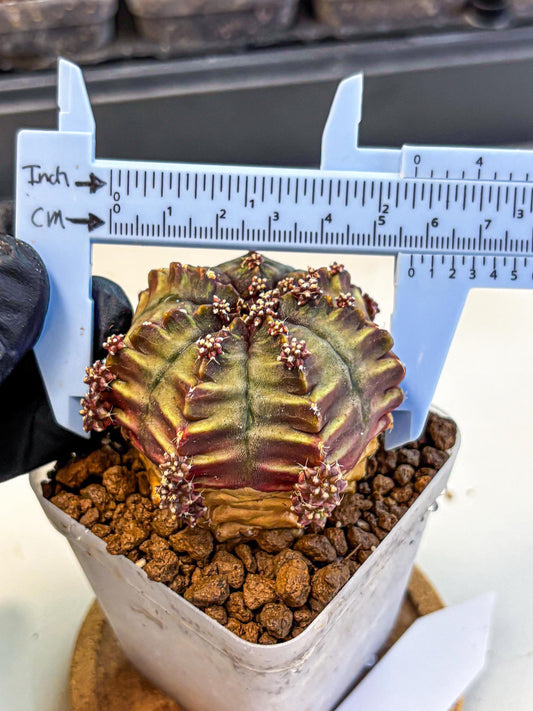 Gymnocalycium Aas DayDream (gy21) (09) | Rare Hybrids