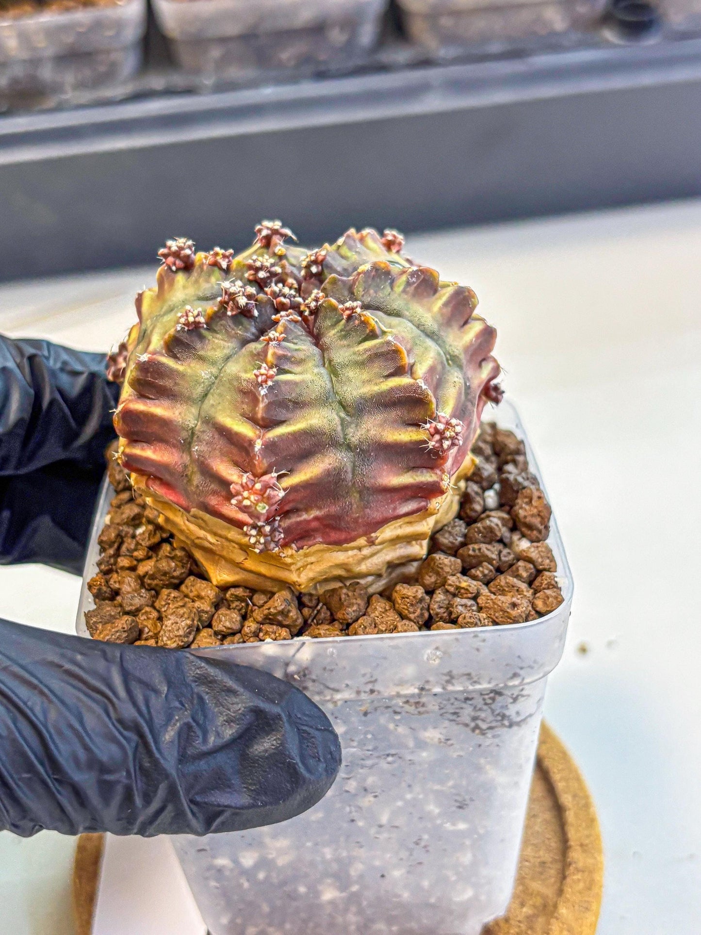 Gymnocalycium Aas DayDream (gy21) (09) | Rare Hybrids