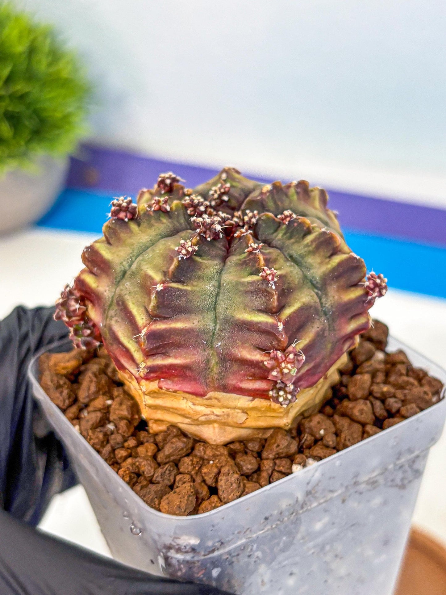 Gymnocalycium Aas DayDream (gy21) (09) | Rare Hybrids