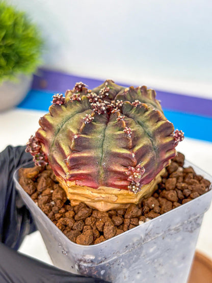 Gymnocalycium Aas DayDream (gy21) (09) | Rare Hybrids